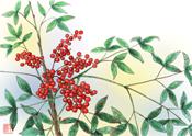彩の歳時記12月